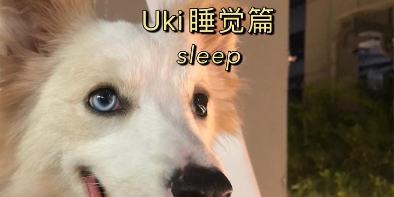 如何帮助狗狗安全入睡？（探索安全的狗狗睡眠药物选择）(图3)