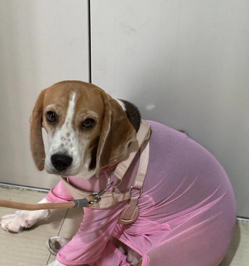 南京适合养什么样的狗？（探索南京狗友的理想宠物狗）(图3)