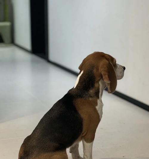 南京适合养什么样的狗？（探索南京狗友的理想宠物狗）(图2)