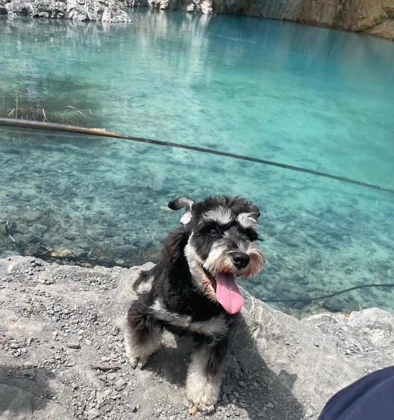 南京适合养什么样的狗？（探索南京狗友的理想宠物狗） - 新生家伴