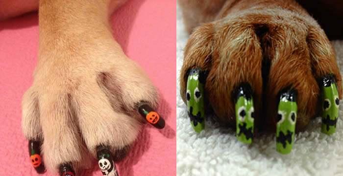 狗指甲开裂的原因及预防方法（保护狗狗健康的关键就在这里） - 新生家伴