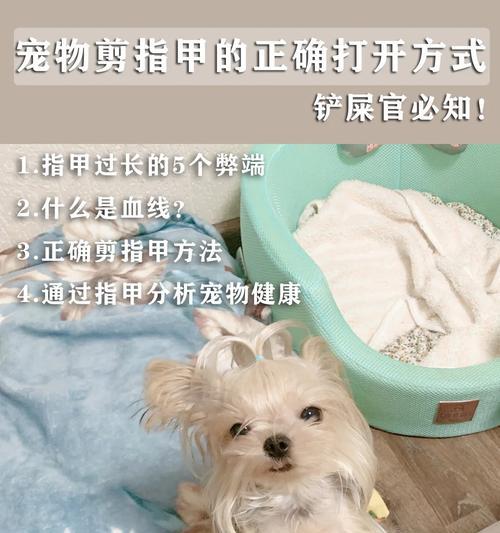 狗指甲开裂的原因及预防方法（保护狗狗健康的关键就在这里）(图3)