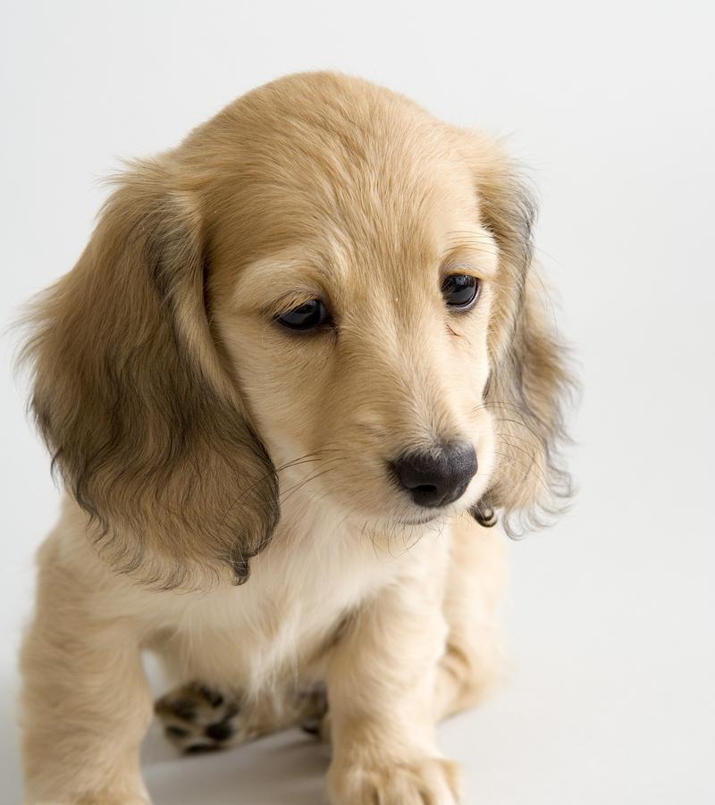 狗吃什么药能够促进生长?(图3) 狗吃什么药能够促进生长?(图3)