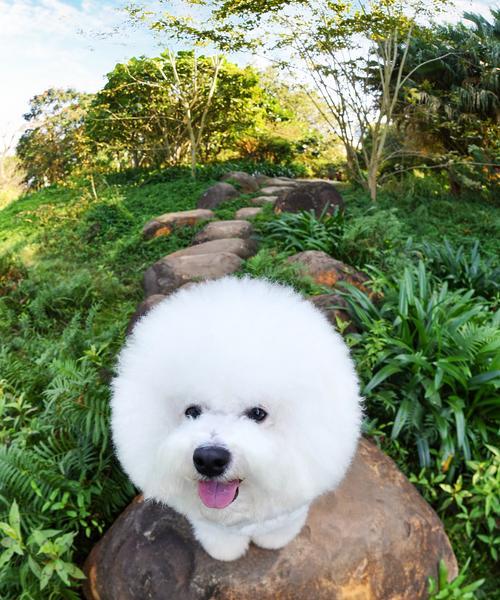 狗狗上厕所前的症状及其意义（了解狗狗上厕所前的症状，保护它的健康生活）(图3)