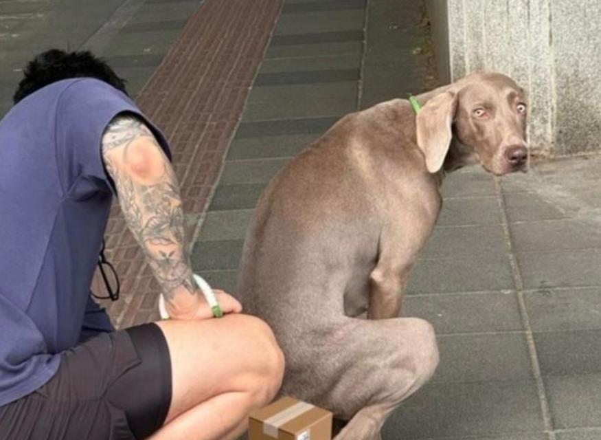 狗狗上厕所前的症状及其意义（了解狗狗上厕所前的症状，保护它的 - 新生家伴