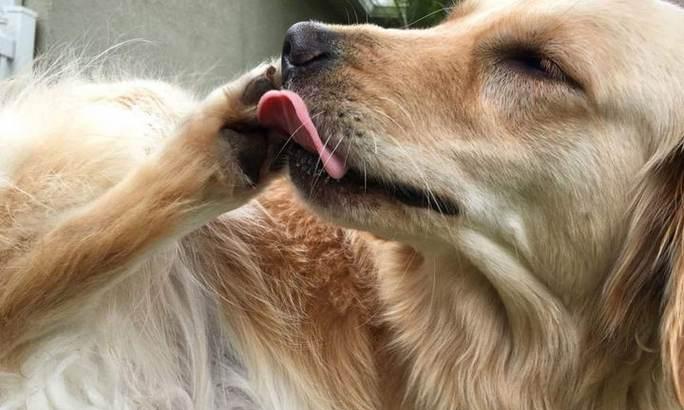 小狗频繁舔爪子的原因及治疗方法（了解小狗常舔爪子的原因，帮助它摆脱困扰）(图2)