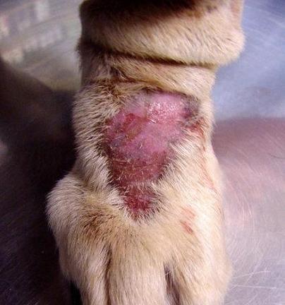 小狗频繁舔爪子的原因及治疗方法（了解小狗常舔爪子的原因，帮助它摆脱困扰）(图3)