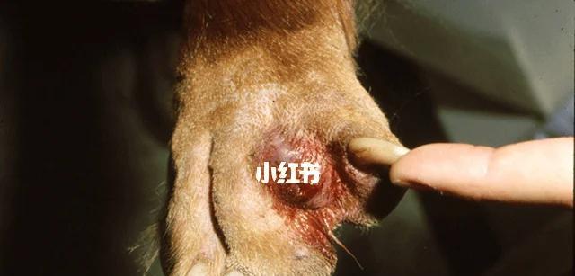 小狗频繁舔爪子的原因及治疗方法（了解小狗常舔爪子的原因，帮助 - 新生家伴