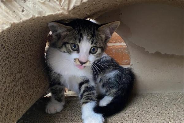 怎么知道猫咪熟悉新环境了没有？(图2)