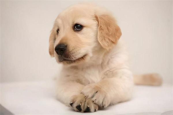 狗粮太咸对狗狗有什么影响？ - 新生家伴