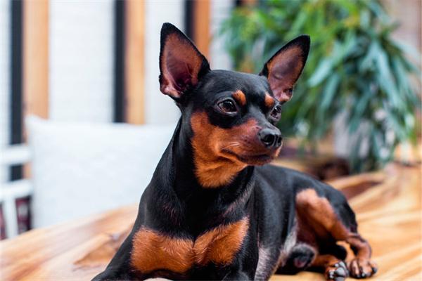 狗粮太咸对狗狗有什么影响？(图2)