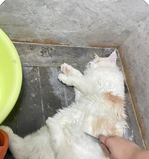 四个月大的猫什么时候洗澡合适？（宠物猫洗澡频率与方法的探讨）(图3)