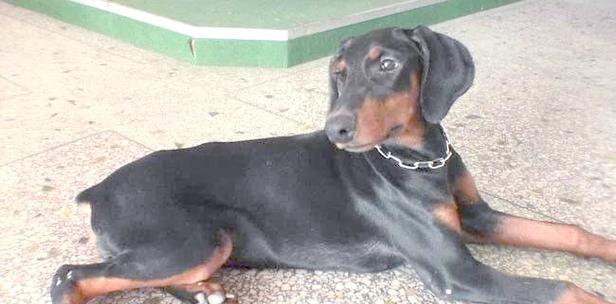 狗断尾（保护狗的健康与安全，断尾是必要之举）(图1)