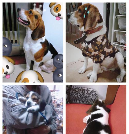 比格犬的饲养知识大全——了解这个可爱的犬种(比格犬好养吗?细致了解它们的饲养需求)(图3) 比格犬的饲养知识大全——了解这个可爱的犬种(比格犬好养吗?细致了解它们的饲养需求)(图3)