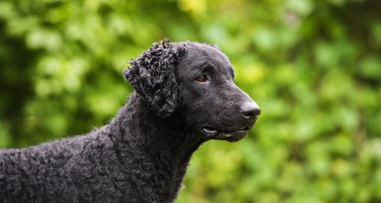 探索蹼足狗的奇妙世界（了解不同品种狗的蹼足特征及功能）(图1)