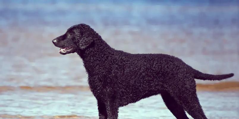 探索蹼足狗的奇妙世界（了解不同品种狗的蹼足特征及功能）(图2)