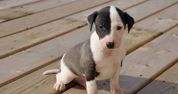 比格犬的饲养知识大全——了解这个可爱的犬种(比格犬好养吗?细致了解它们的饲养需求)(图1) 比格犬的饲养知识大全——了解这个可爱的犬种(比格犬好养吗?细致了解它们的饲养需求)(图1)