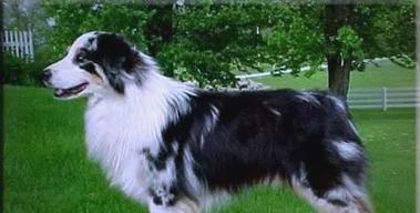 狗断尾（保护狗的健康与安全，断尾是必要之举）(图2)