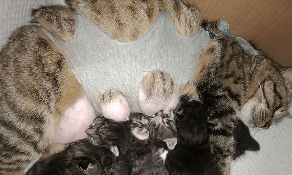 狗破腹产后多久可以洗澡?(了解适合狗破腹产后洗澡的最佳时间和方法)(图3) 狗破腹产后多久可以洗澡?(了解适合狗破腹产后洗澡的最佳时间和方法)(图3)