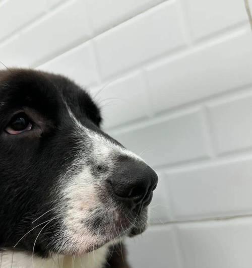 狗破腹产后多久可以洗澡?(了解适合狗破腹产后洗澡的最佳时间和方法)(图1) 狗破腹产后多久可以洗澡?(了解适合狗破腹产后洗澡的最佳时间和方法)(图1)