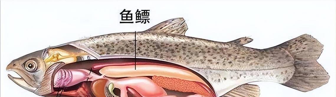 鱼类的呼吸方式与多样性（探索鱼类呼吸系统的奥秘及其多种适应策略）(图1)