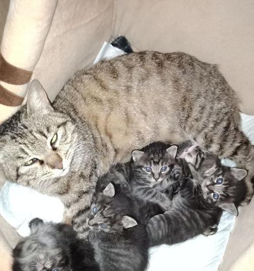 狗破腹产后多久可以洗澡?(了解适合狗破腹产后洗澡的最佳时间和方法)(图2) 狗破腹产后多久可以洗澡?(了解适合狗破腹产后洗澡的最佳时间和方法)(图2)