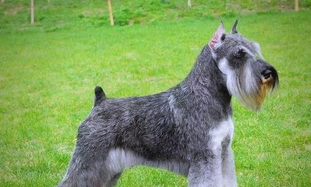 狗断尾（保护狗的健康与安全，断尾是必要之举）(图3)