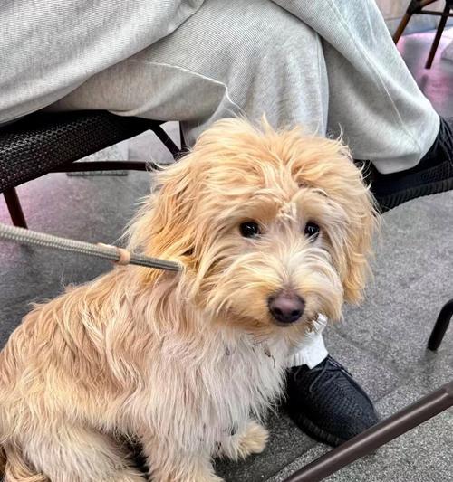 老年犬心衰的症状及其管理方法（老年犬心衰的常见症状及应对措施）(图3)