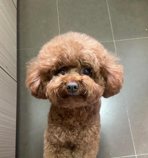 老年犬心衰的症状及其管理方法（老年犬心衰的常见症状及应对措施 - 新生家伴