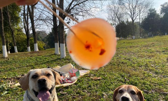 比格犬的饲养知识大全——了解这个可爱的犬种(比格犬好养吗?细致了解它们的饲养需求)(图2) 比格犬的饲养知识大全——了解这个可爱的犬种(比格犬好养吗?细致了解它们的饲养需求)(图2)