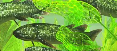 鱼类的呼吸方式与多样性（探索鱼类呼吸系统的奥秘及其多种适应策略）(图3)