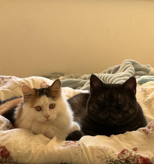 猫咪性成熟的时间及影响因素(从幼猫到成年猫,性成熟需要多久?)(图1) 猫咪性成熟的时间及影响因素(从幼猫到成年猫,性成熟需要多久?)(图1)