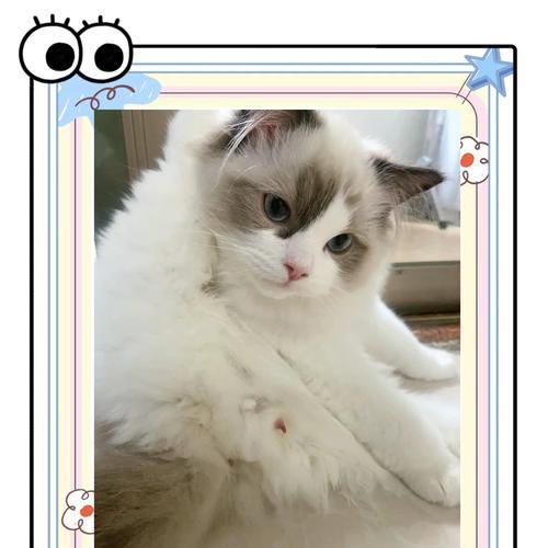 猫咪性成熟的时间及影响因素(从幼猫到成年猫,性成熟需要多久?)(图2) 猫咪性成熟的时间及影响因素(从幼猫到成年猫,性成熟需要多久?)(图2)