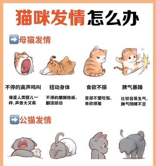 猫咪性成熟的时间及影响因素(从幼猫到成年猫,性成熟需要多久?)(图3) 猫咪性成熟的时间及影响因素(从幼猫到成年猫,性成熟需要多久?)(图3)