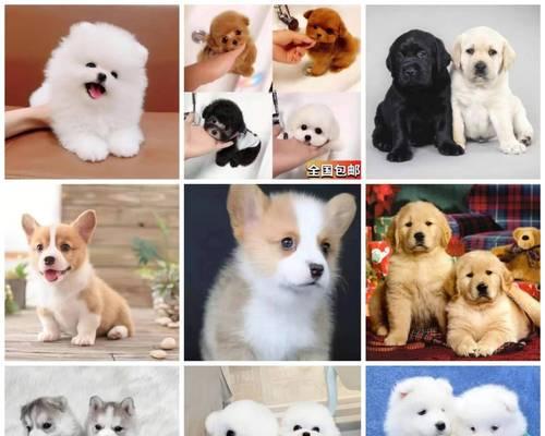 常见宠物狗的价格一览（为你的理想宠物狗做预算吧！） - 新生家伴