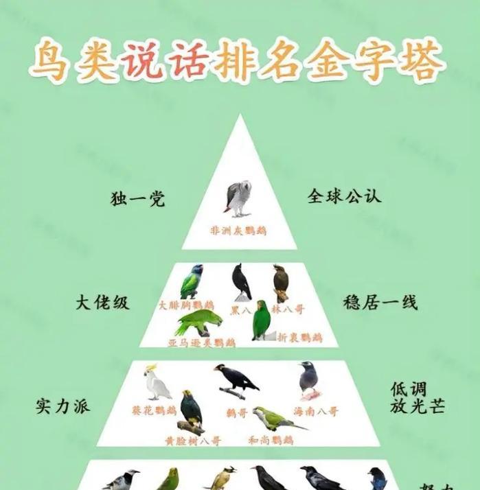 八哥和鹦鹉的对比（探究八哥与鹦鹉的智能差异，发现八哥的独特优 - 新生家伴