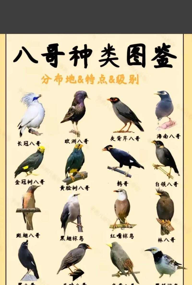 八哥和鹦鹉的对比（探究八哥与鹦鹉的智能差异，发现八哥的独特优势）(图3)