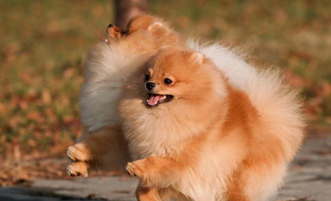 博美犬的缺点与不足（了解博美犬的不好之处，做出明智的选择） - 新生家伴