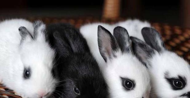 如何正确饲养熊猫兔(以熊猫兔饲养方式为主题,让你成为专业养兔达人)(图3) 如何正确饲养熊猫兔(以熊猫兔饲养方式为主题,让你成为专业养兔达人)(图3)