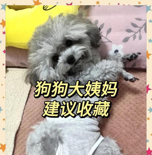 狗狗的生理周期（了解狗狗生理周期的重要性与常见问题）(图1)