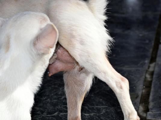 怀孕前多久与狗隔离的重要性（保护孕妇健康，宠物和孕期需要关注 - 新生家伴