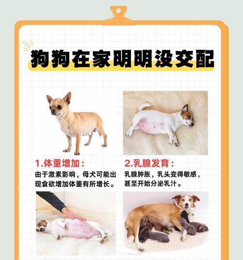 怀孕前多久与狗隔离的重要性（保护孕妇健康，宠物和孕期需要关注的事项）(图3)