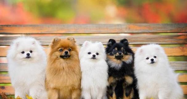 世界上的狗（探索狗狗的丰富多样性与不可替代的情感纽带）(图2)