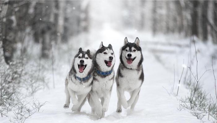 世界上的狗（探索狗狗的丰富多样性与不可替代的情感纽带）(图3)