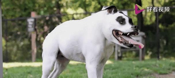 世界上的狗（探索狗狗的丰富多样性与不可替代的情感纽带） - 新生家伴