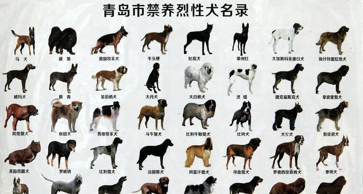 狗狗品种大全——探索各类可爱狗狗的特点和特征（全面了解不同狗狗品种，带你进入狗狗的多彩世界）(图2)
