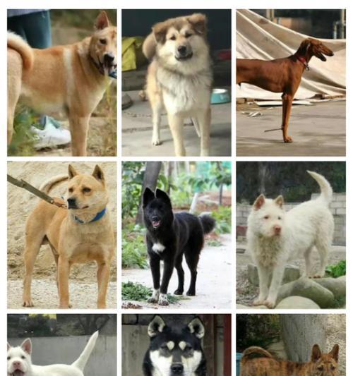 狗狗品种大全——探索各类可爱狗狗的特点和特征（全面了解不同狗狗品种，带你进入狗狗的多彩世界）(图1)