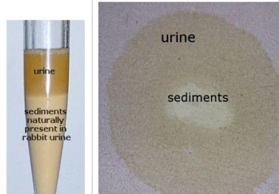 兔子小便的颜色之谜(了解兔子小便的颜色与健康状况)(图2) 兔子小便的颜色之谜(了解兔子小便的颜色与健康状况)(图2)
