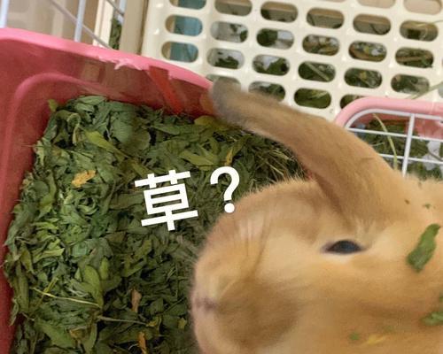 兔子小便的颜色之谜(了解兔子小便的颜色与健康状况)(图1) 兔子小便的颜色之谜(了解兔子小便的颜色与健康状况)(图1)