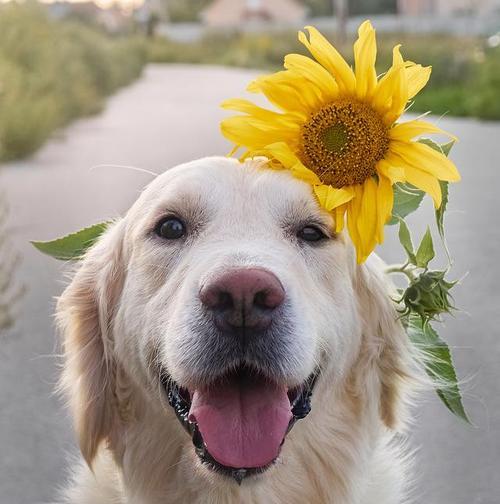 狗狗大了可以吃什么水果?(营养丰富的水果适合成年狗狗食用)(图2) 狗狗大了可以吃什么水果?(营养丰富的水果适合成年狗狗食用)(图2)